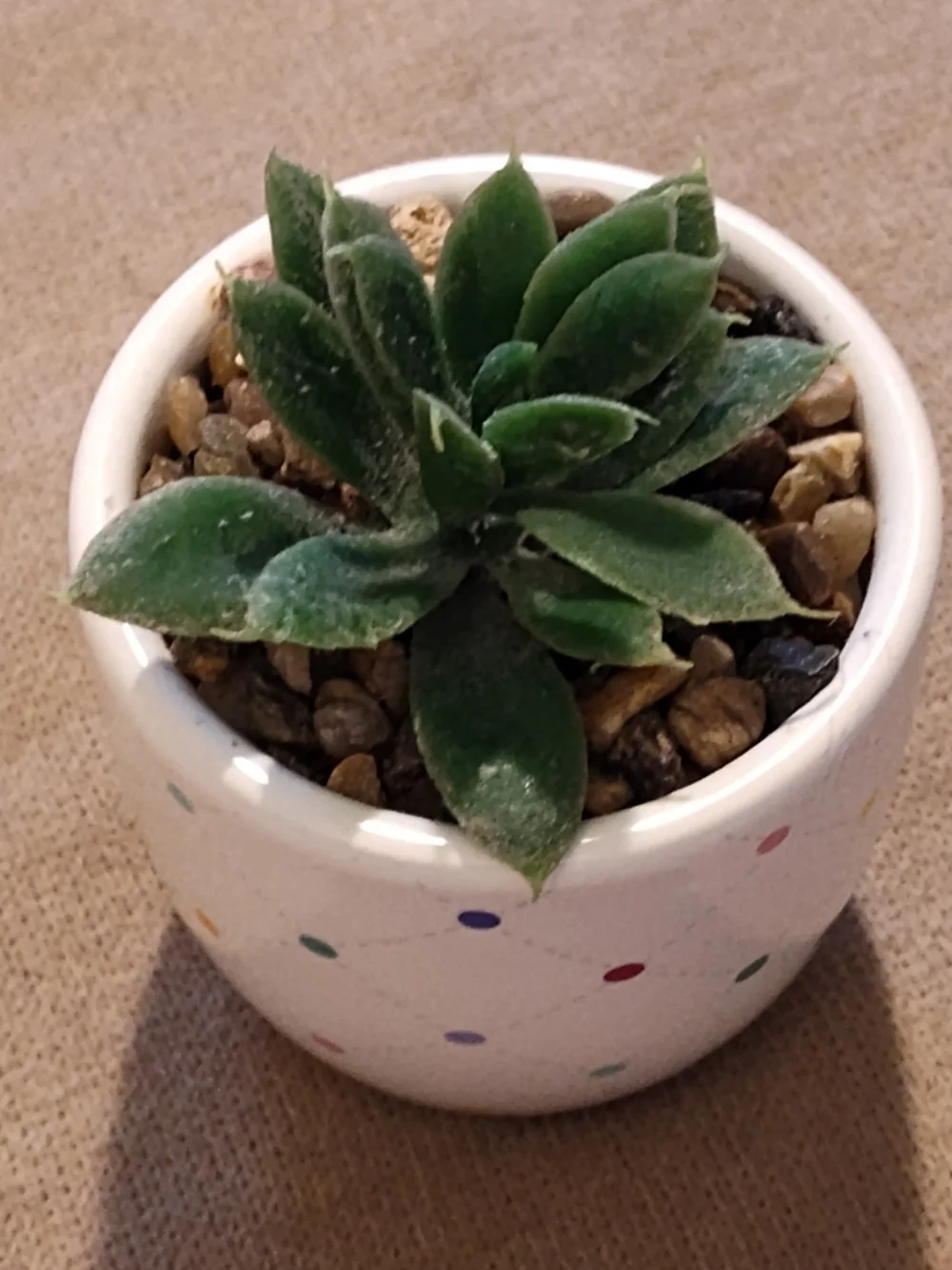Small Green Succulent in Polka Dot Ceramic Pot